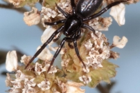 (Araneae - Gnaphosidae - Zelotes s.l.)